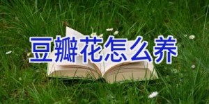 豆瓣花怎么养