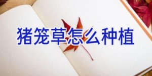 猪笼草怎么种植