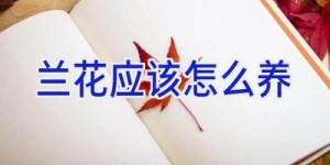 兰花应该怎么养