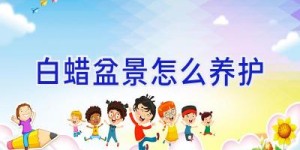 白蜡盆景怎么养护