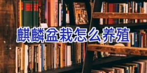 麒麟盆栽怎么养殖