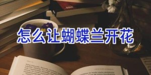 怎么让蝴蝶兰开花