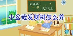 小盆栽发财树怎么养