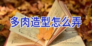 多肉造型怎么弄