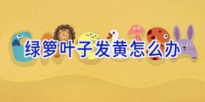 绿箩叶子发黄怎么办