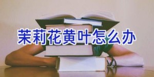 茉莉花黄叶怎么办