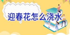 迎春花怎么浇水