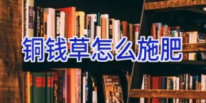铜钱草怎么施肥