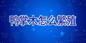 鸭掌木怎么繁殖