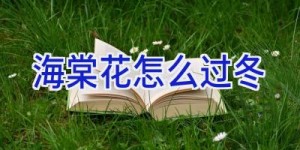 海棠花怎么过冬