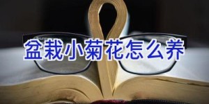 盆栽小菊花怎么养