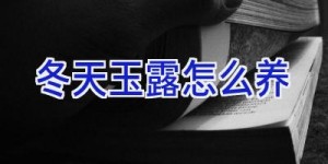 冬天玉露怎么养