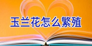 玉兰花怎么繁殖