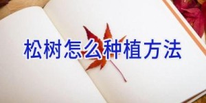 松树怎么种植方法