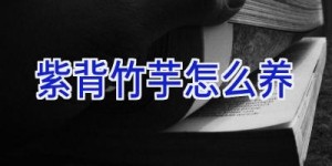 紫背竹芋怎么养