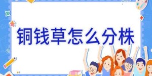 铜钱草怎么分株