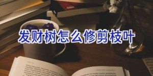 发财树怎么修剪枝叶