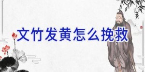 文竹发黄怎么挽救