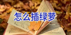 怎么插绿萝