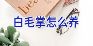 白毛掌怎么养