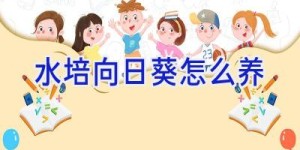 水培向日葵怎么养