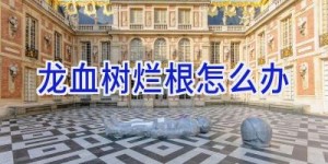 龙血树烂根怎么办