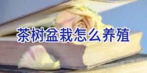 茶树盆栽怎么养殖