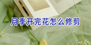 月季开完花怎么修剪