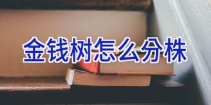 金钱树怎么分株