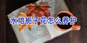 水培栀子花怎么养护
