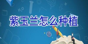 紫玉兰怎么种植