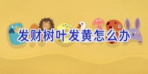 发财树叶发黄怎么办