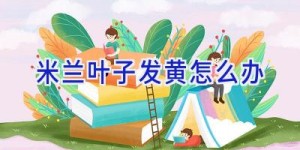 米兰叶子发黄怎么办