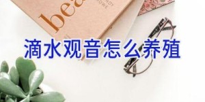 滴水观音怎么养殖