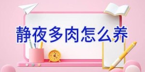 静夜多肉怎么养