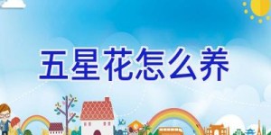 五星花怎么养