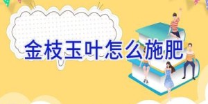 金枝玉叶怎么施肥