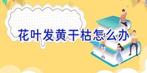花叶发黄干枯怎么办