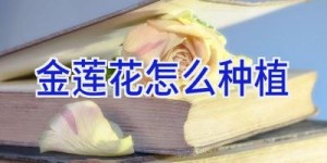 金莲花怎么种植