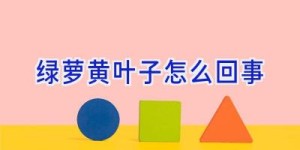 绿萝黄叶子怎么回事