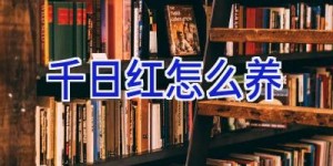 千日红怎么养