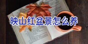 映山红盆景怎么养