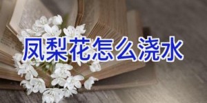 凤梨花怎么浇水