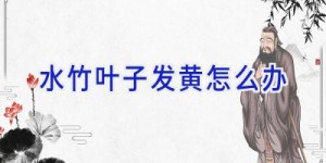 水竹叶子发黄怎么办