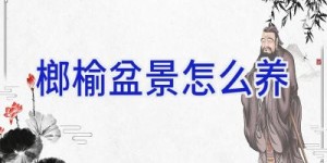 榔榆盆景怎么养