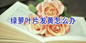 绿萝叶片发黄怎么办