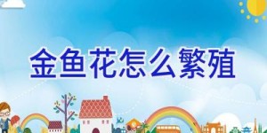 金鱼花怎么繁殖