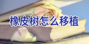 橡皮树怎么移植