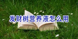 发财树营养液怎么用