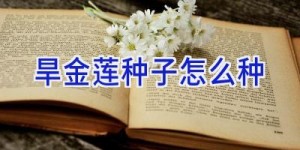 旱金莲种子怎么种